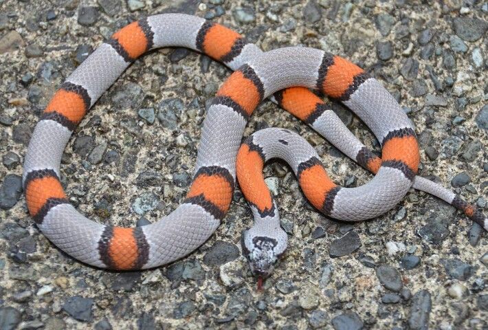 Grey-banded Kingsnake Facts and Pictures