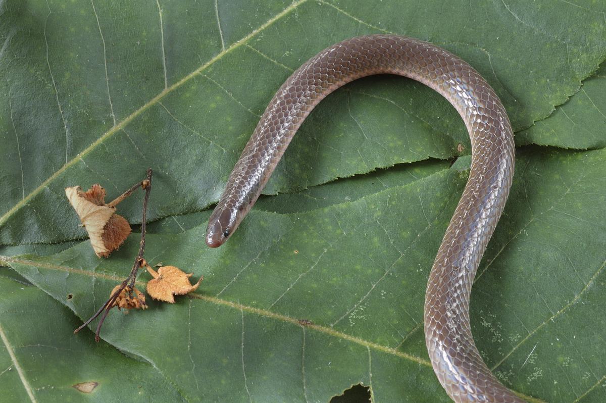 download snake that looks like a worm