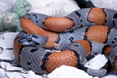 Grey Banded Kingsnake Facts And Pictures