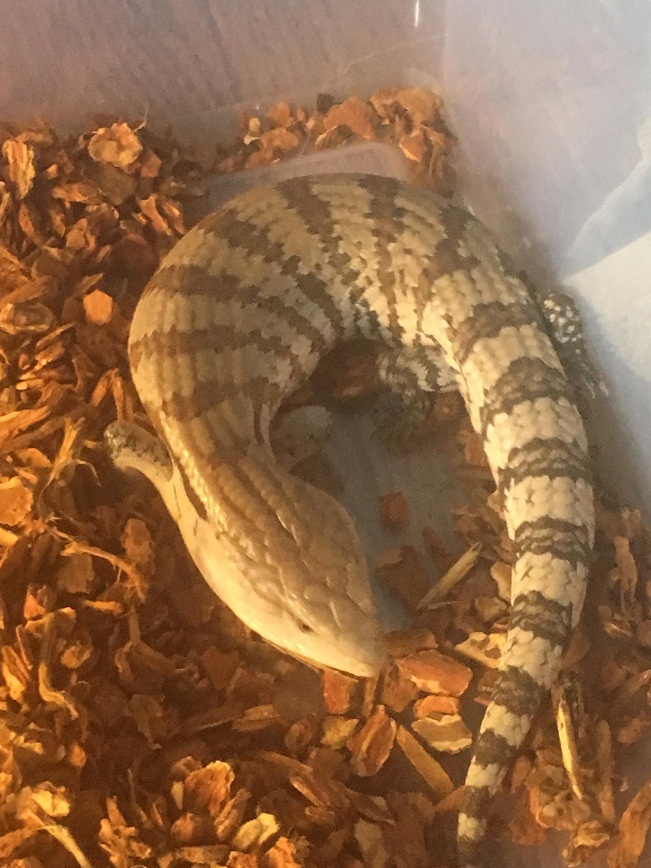 Irian Jaya Blue Tongue Skink Facts and Pictures