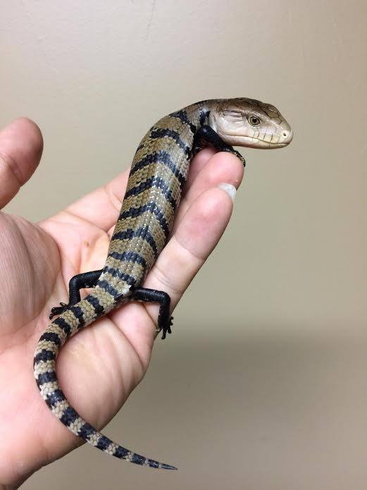 Irian Jaya Blue Tongue Skink Facts and Pictures