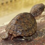 Loggerhead Musk Turtle Baby