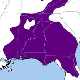 Loggerhead Musk Turtle Map Loggerhead Musk Turtle Facts and Pictures