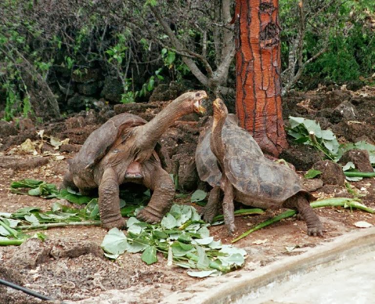 pinta tortoises pinta tortoises