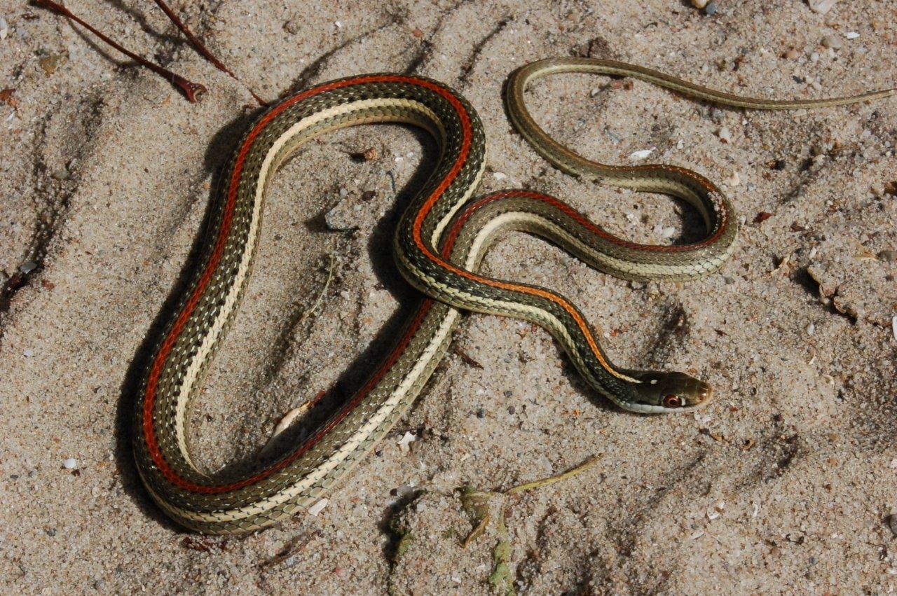 Змеи с полосками на спине. Калифорнийская подвязочная змея. Подвязочная змея (Thamnophis sirtalis). Двухполосая желёзистая змея. Западная подвязочная змея (Thamnophis elegans)..