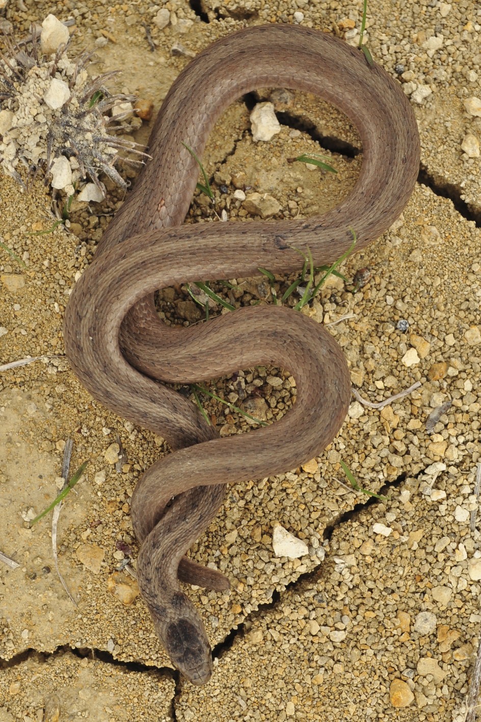 Texas Brown Snake Facts and Pictures