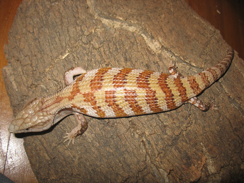 Irian Jaya Blue Tongue Skink Facts and Pictures