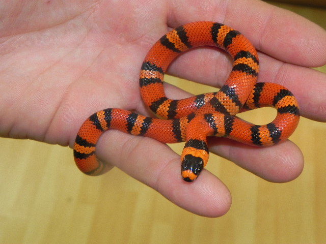 giant honduran milksnake giant honduran milksnake