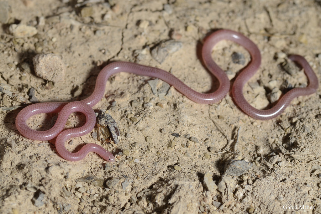 download earthworm snake download earthworm snake