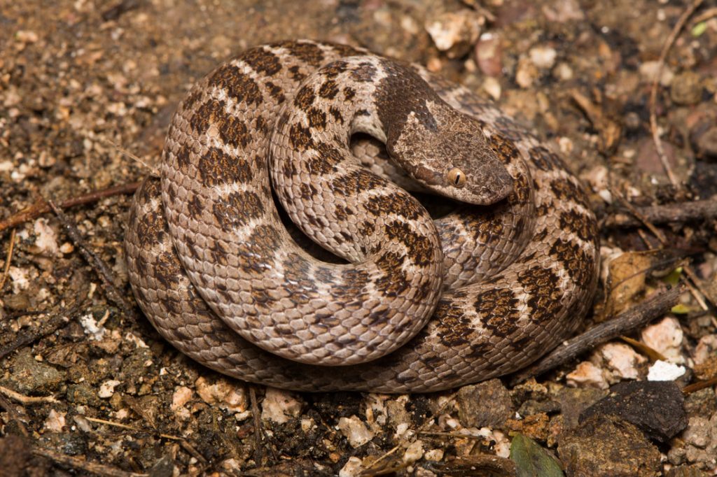 Desert Night Snake Facts and Pictures